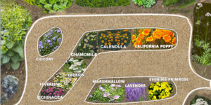 10 Medicinal Plants You must  Have in Your Backyard