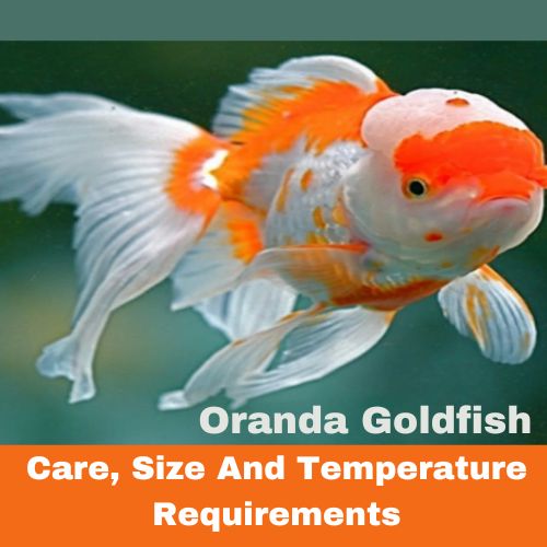 Oranda goldfish| Care, size, and temperature requirements