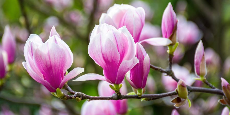 Magnolia-Benefits