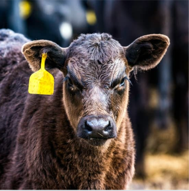 RFID Ear Tags For Animal Identification