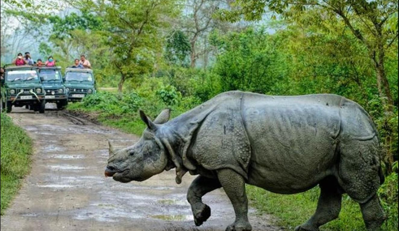Rhino of Kaziranga National Park