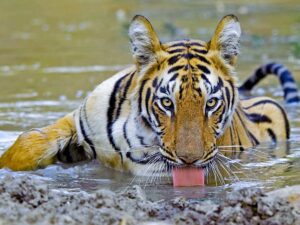 Tigers fo Tadoba National Park