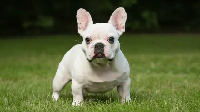 Photo of French Bulldog