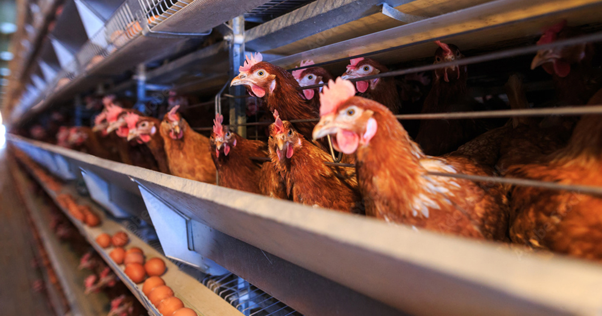 Automatic Layer Cage House for 10,000 Chickens