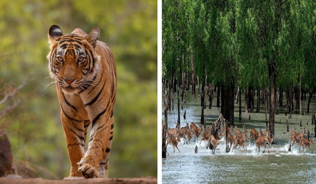 sundarban