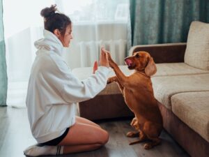 Dog training tips