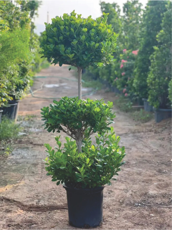 ficus panda multi head...