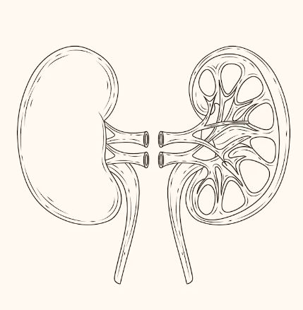 Nephrologists in Tirunelveli