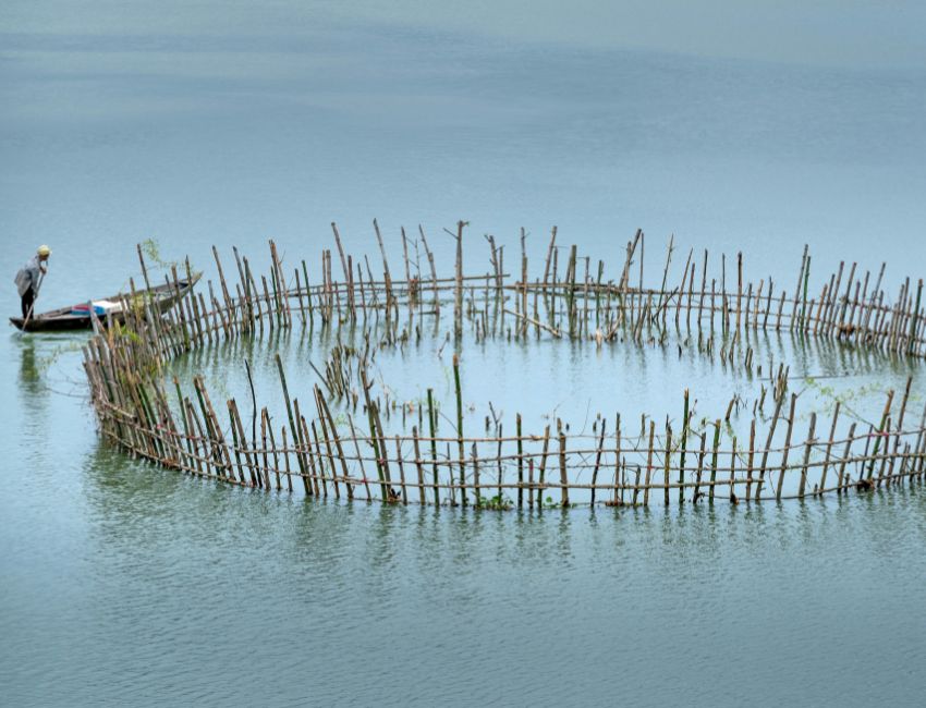 Fish Farming