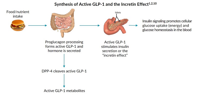 How Does GLP-1 Work