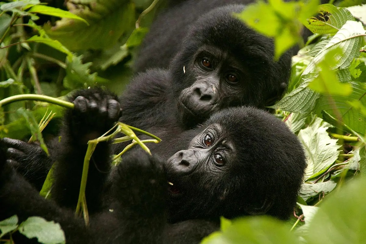 Mountain Gorillas in Bwindi Impenetrable national Park