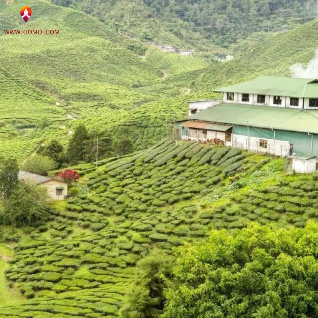 best time to visit in munnar