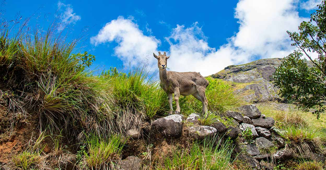 eravikulam national park