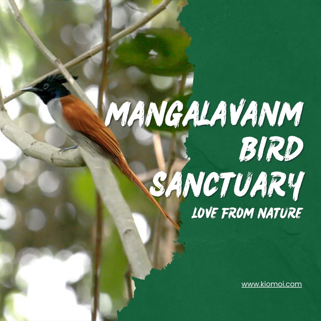 mangalavanam birds sanctuary