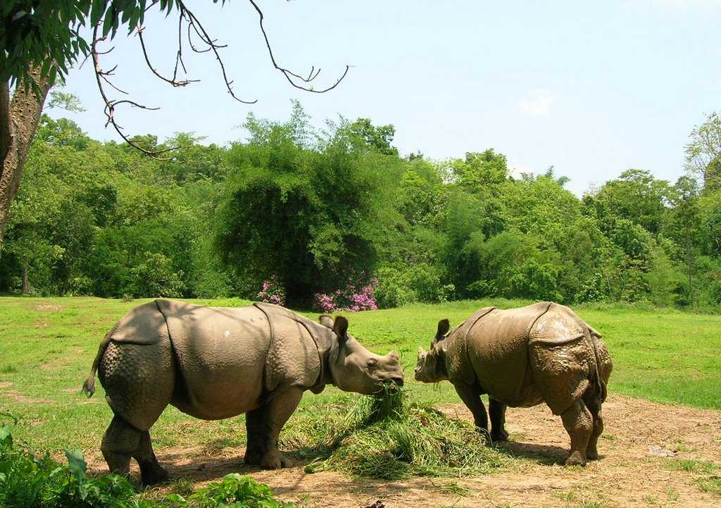 Guwahati zoo animals