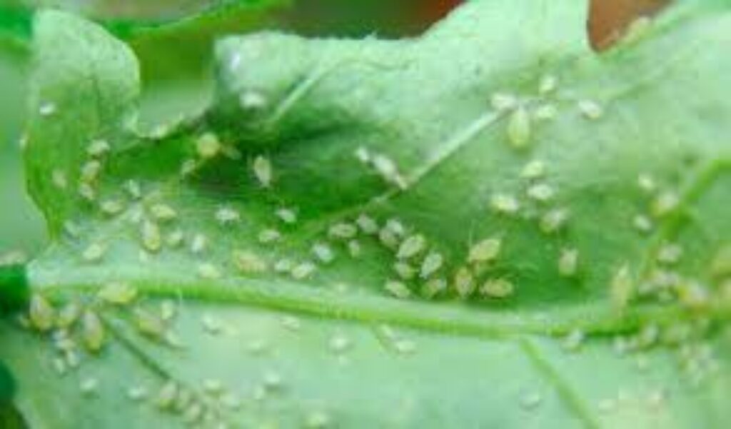 How Do Aphids Get On My Indoor Plants?