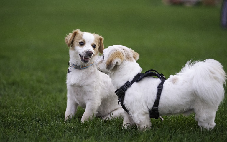 dogs habit