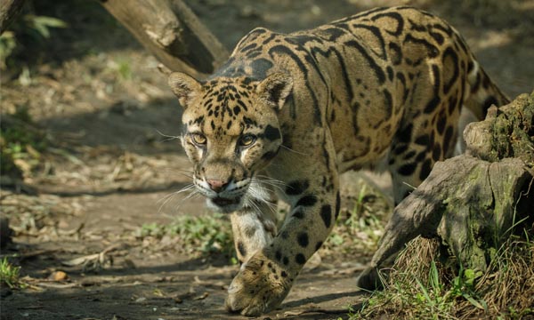 Namdapha national park animals