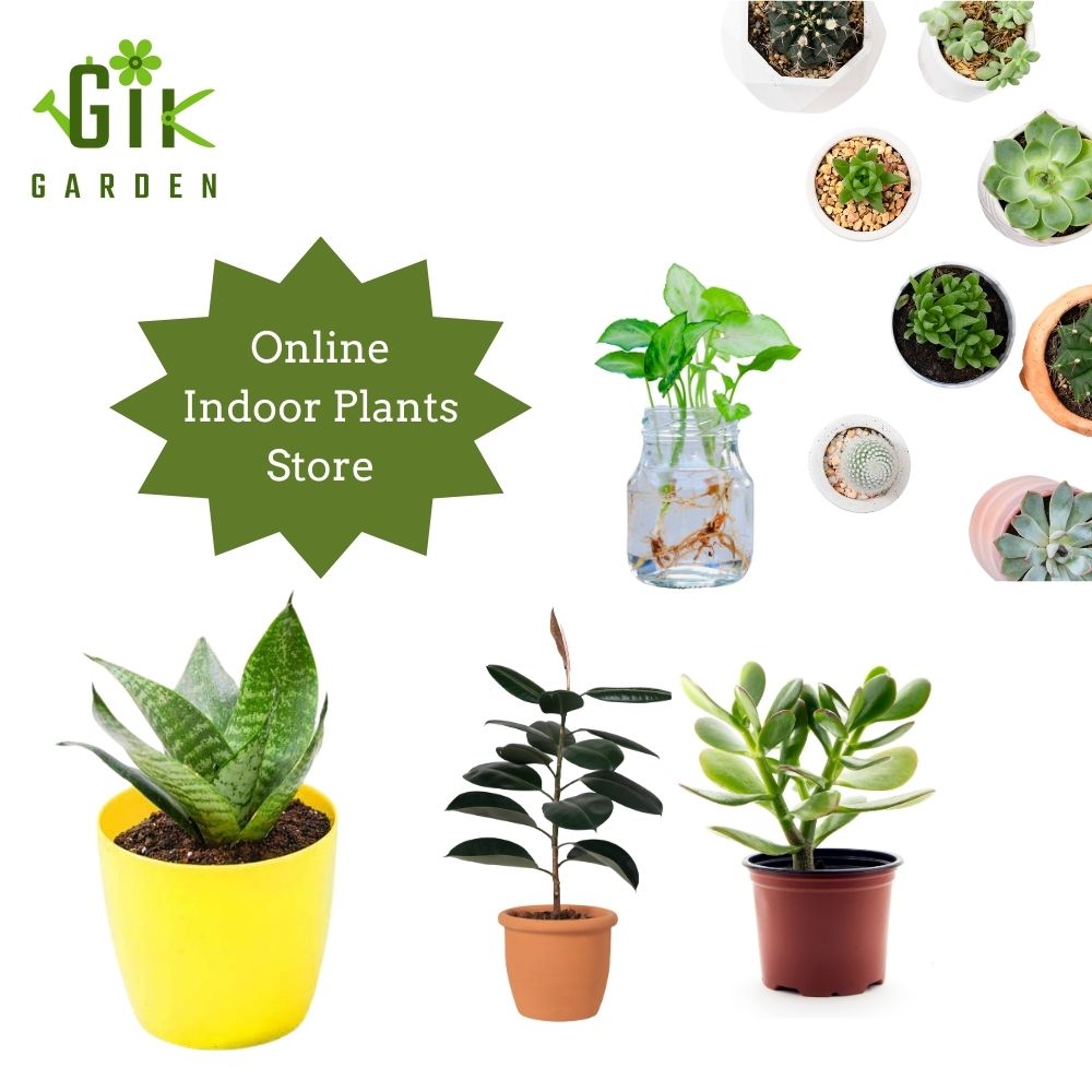 gardengik-Online-Indoor-Plants-Store