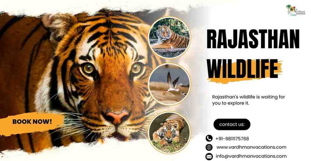 The Best National Parks In Rajasthan: A Wildlife Lover's Guide - Ezine 