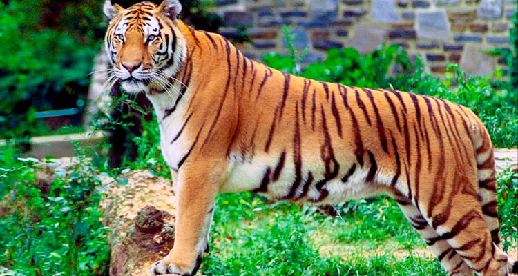 Alipore zoo