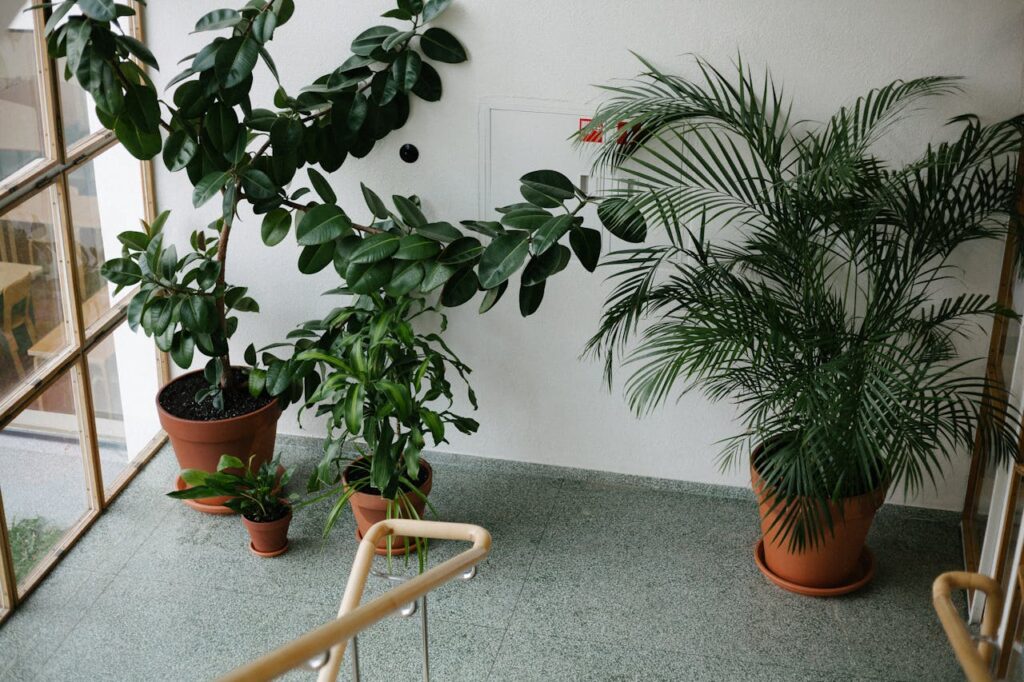 indoor plants in winters
