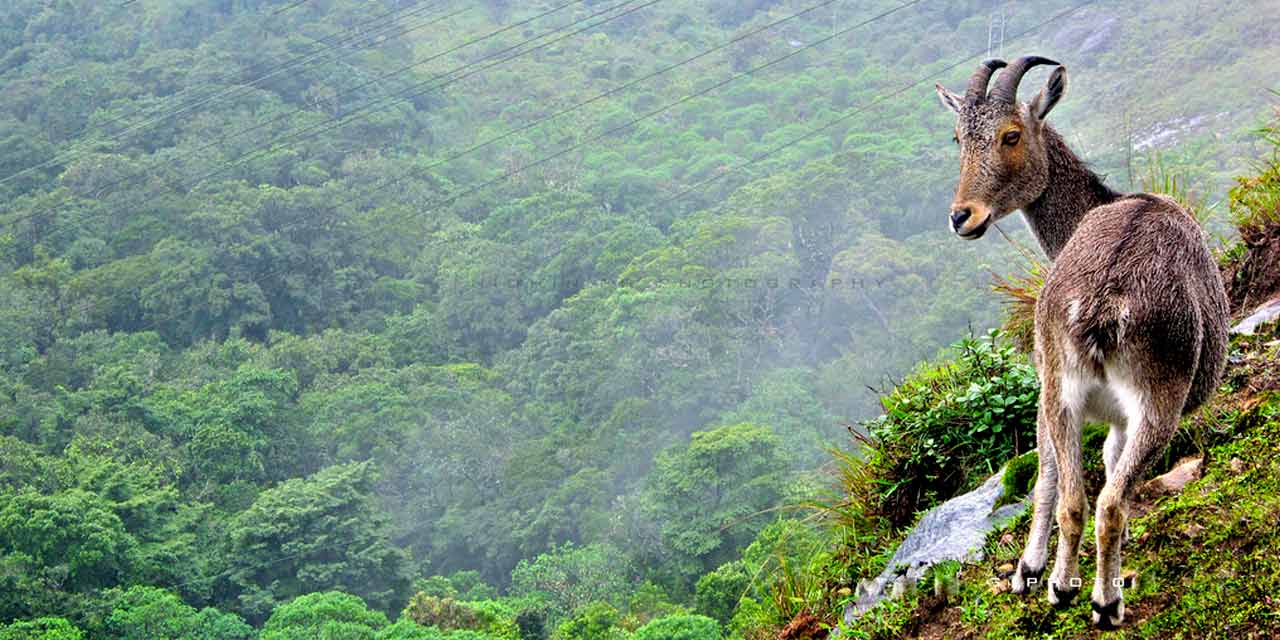 eravikulam national park ticket