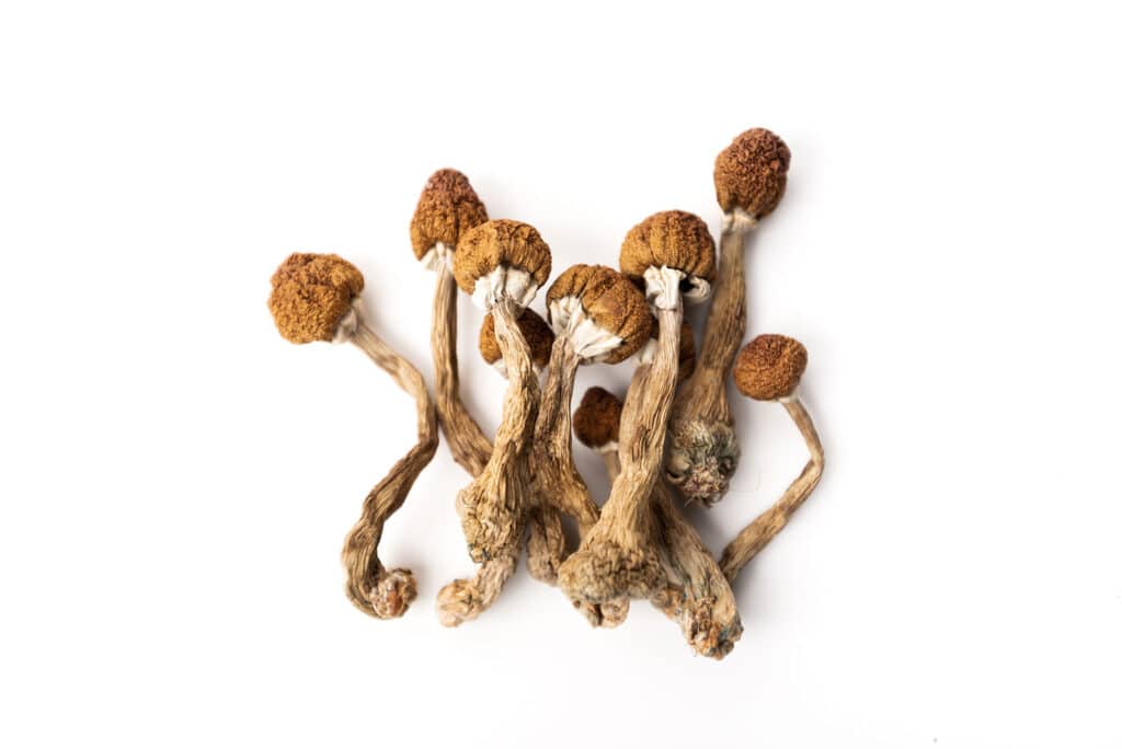 How to Harness the Power of Dry Magic Mushrooms for Wellness