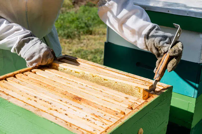 Practical Hive Inspection