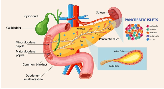 Choosing the Best Pancreatic Surgeon in Delhi: Key Qualities and Insights