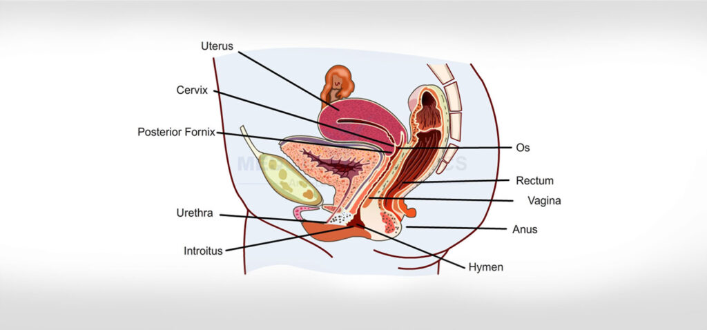 Fellowship in Infertility