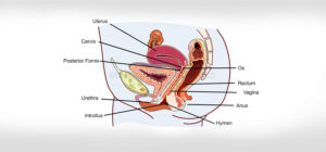 Fellowship in Infertility