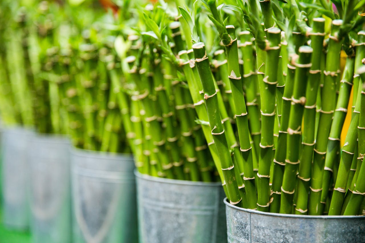 The Role of Lucky Bamboo in Traditional Chinese Medicine