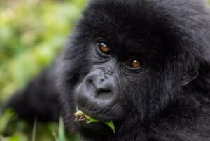 Best Rwanda Safari Guide for Beginners
