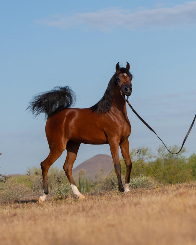 Arabian Horse