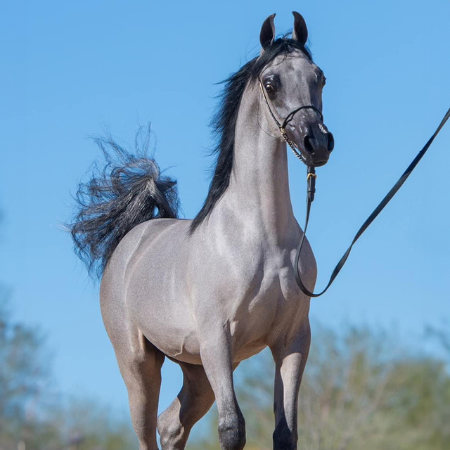 Arabian horse for sale