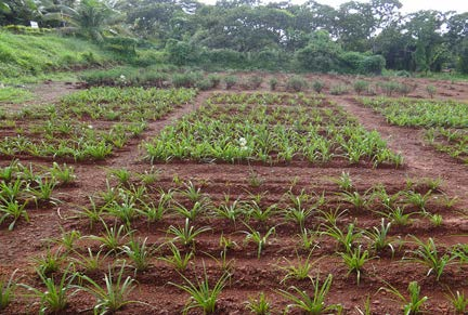 Tuberose Cultivation in India Types, Farming Process and More