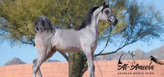 royal arabian horse at al ameera horse stud