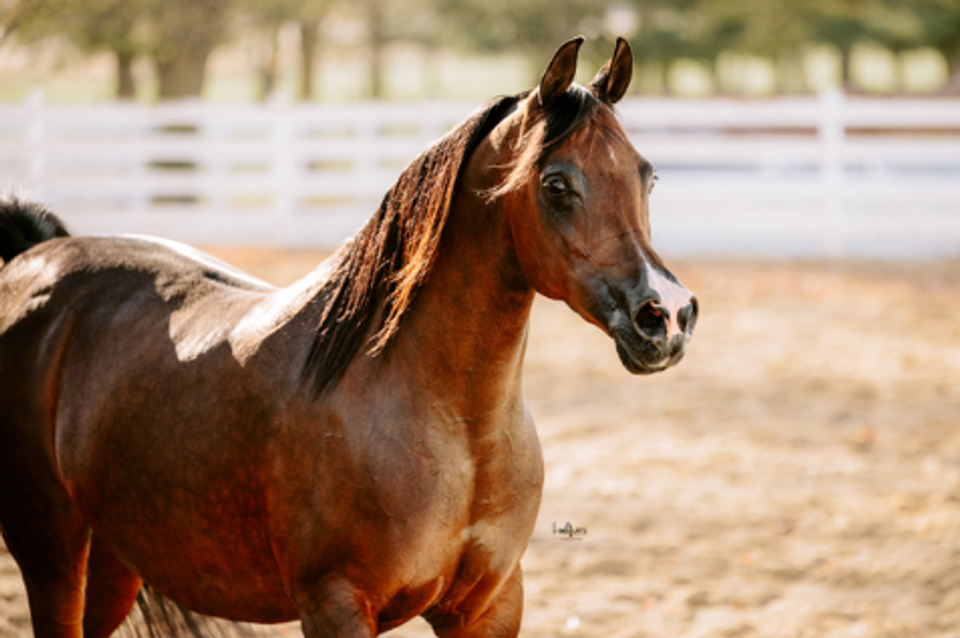 Arabian horse for sale