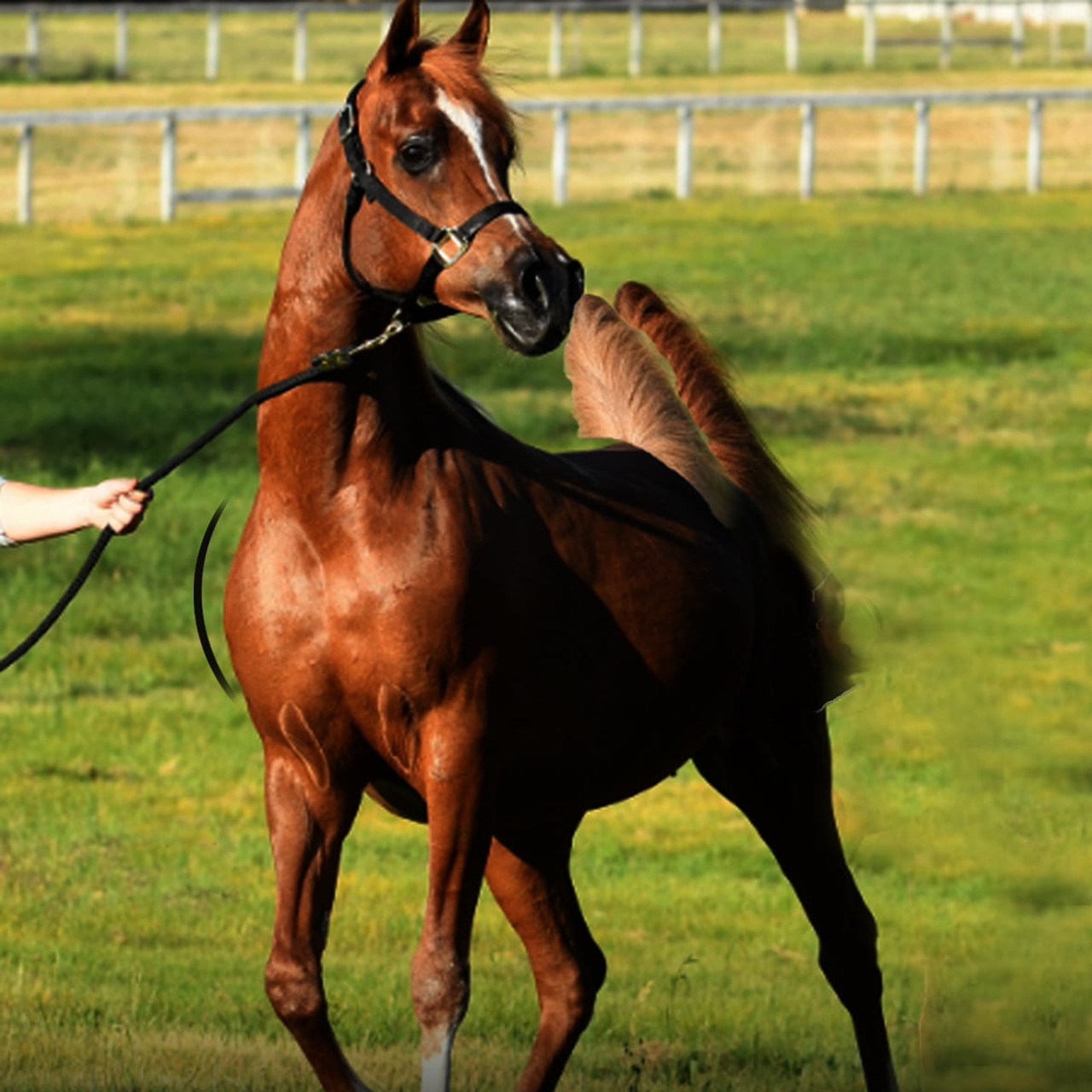 Arabian Horse