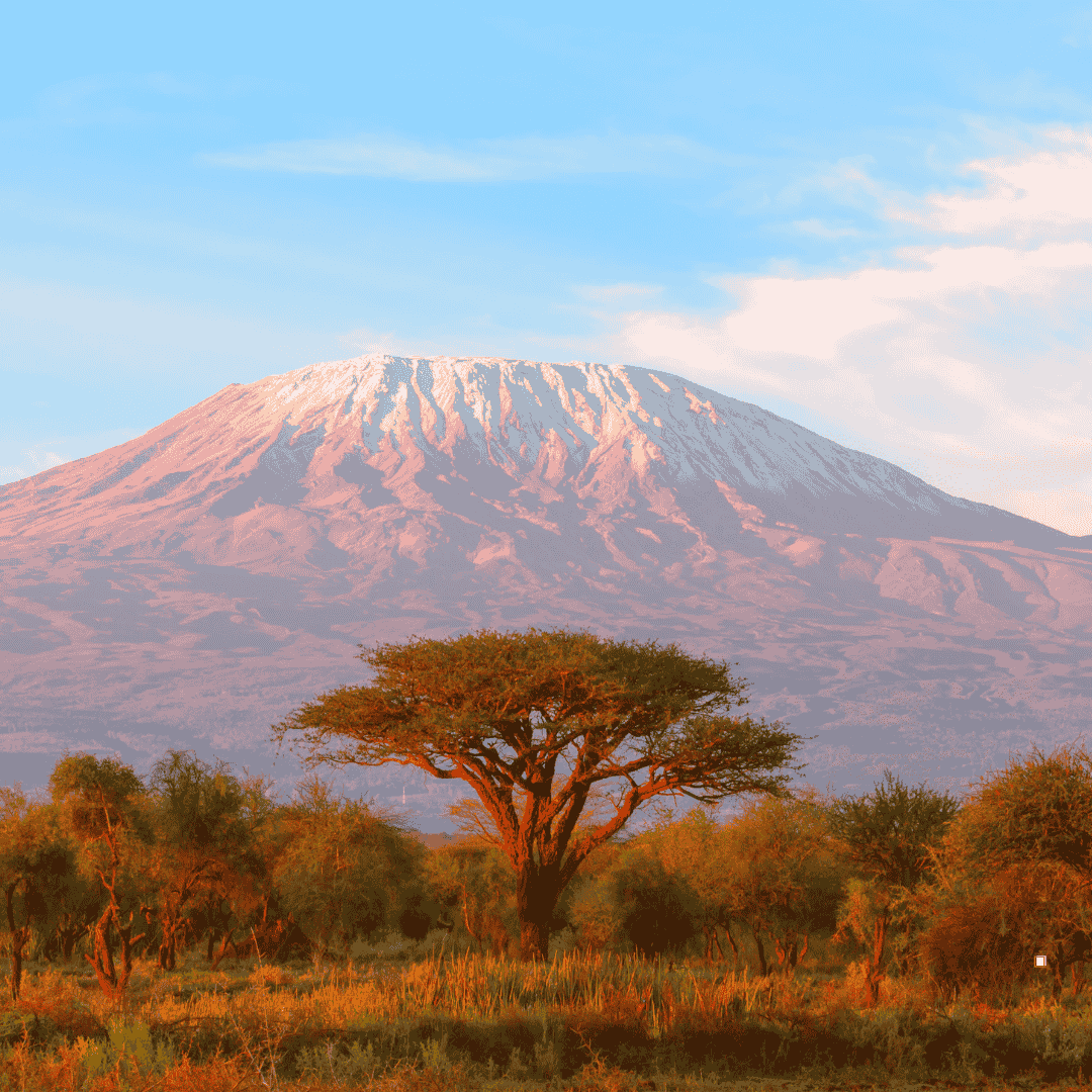 mount kilimanjaro tanzanian peaberry coffee beans