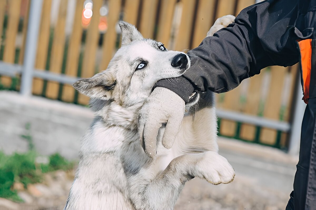 dog bite lawyer