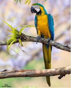 Guacamaya ara arauna