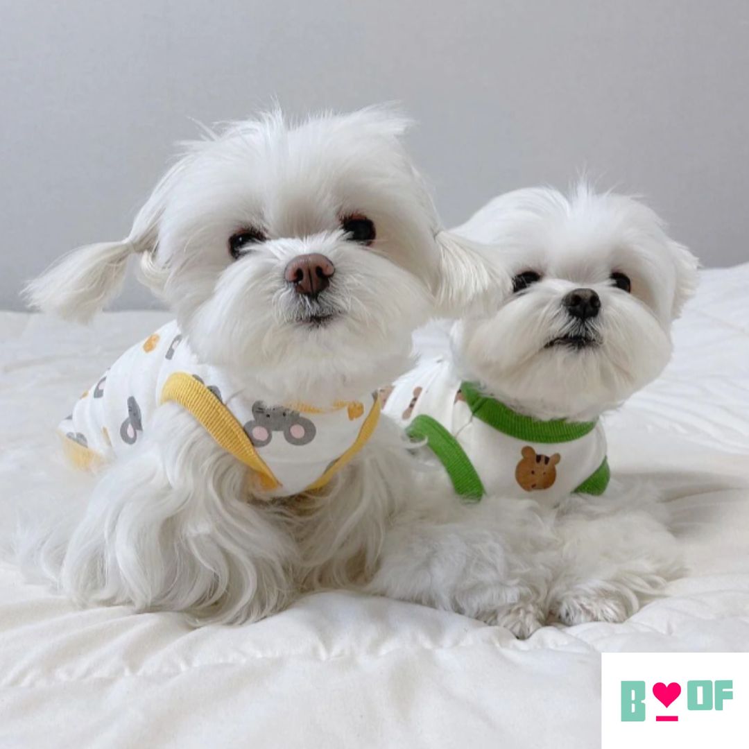 summer dog clothes