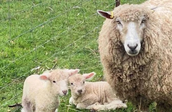 Top Tips for Raising Healthy English Leicester Sheep in Australian Conditions