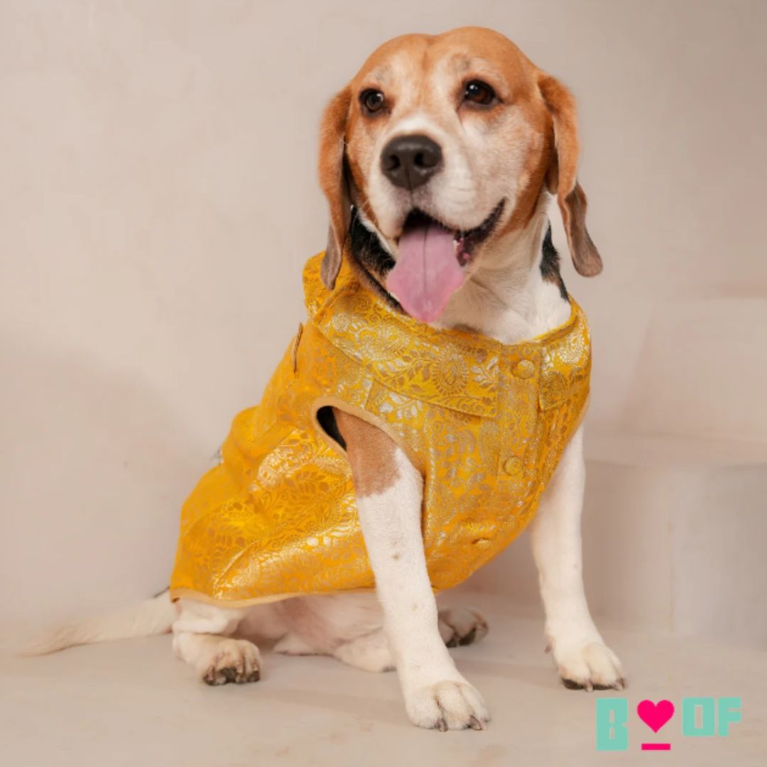 Festive Dog Clothes for All Breeds
