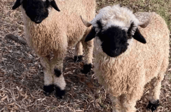 Why Black Faced Sheep Are Breeding Buzz in Boutique Agriculture