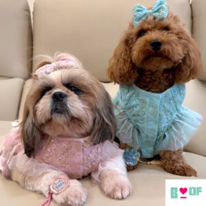 Stylish Dog Clothes for a Paw-some Rakhi Look
