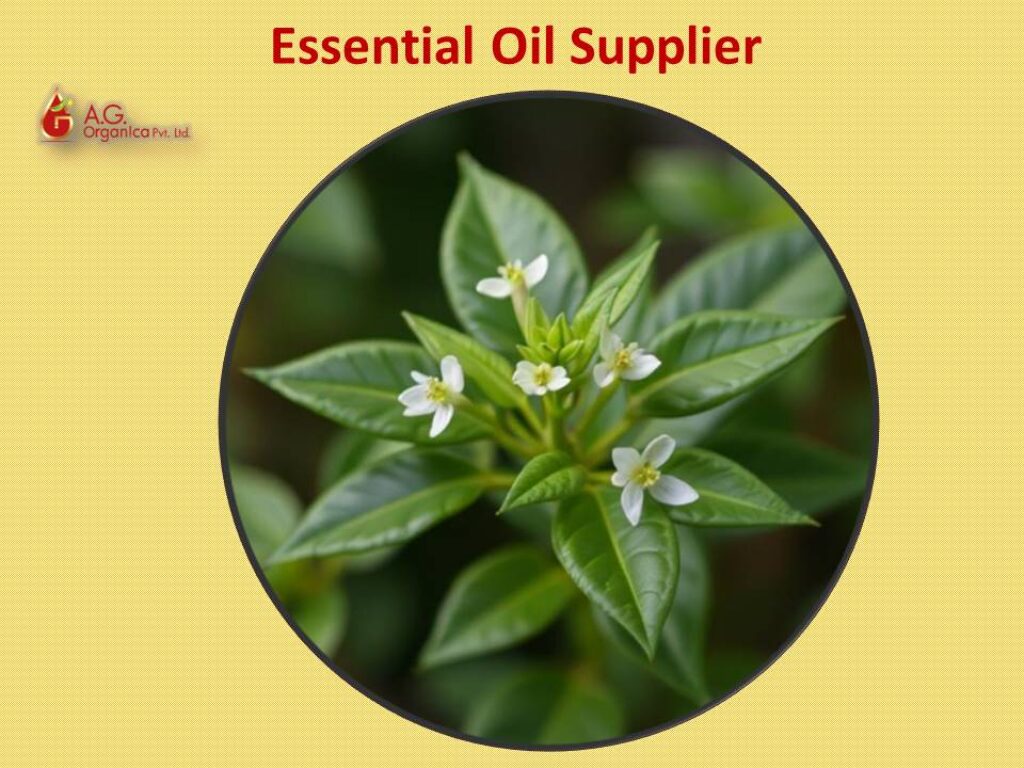 AG Organica Essential Oil Manufacturer & Wholesale Supplier
