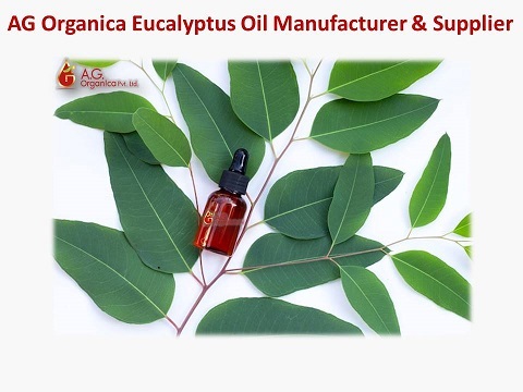 Buy Pure Eucalyptus Oil in Bulk Online from AG Organica – Trusted Exporter